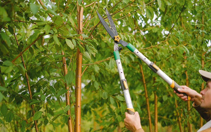Tree trimming in Redmond, OR